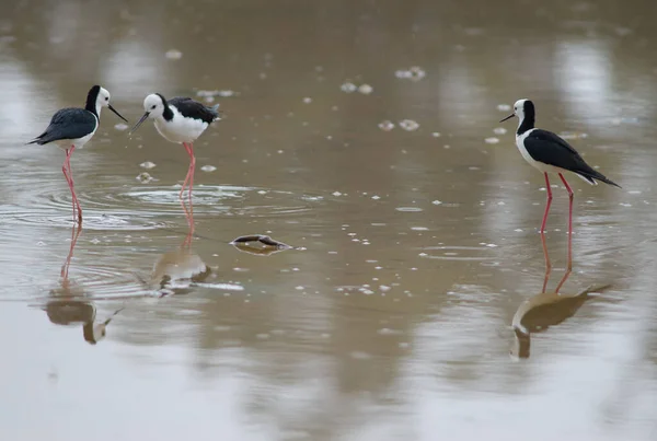 Pied stilts Himantopus leucocephalus. — Fotografia de Stock