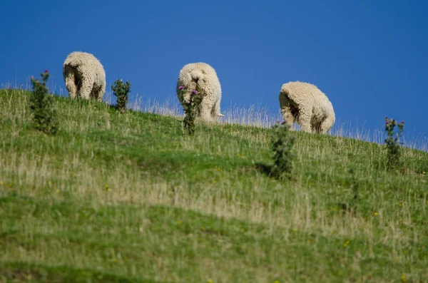 Пасущиеся овцы Овиса. — стоковое фото