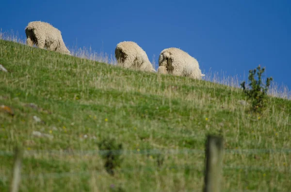 Овечі вівці пасуться. — стокове фото