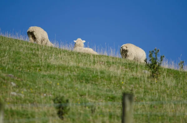 Ovinos Ovis aries. — Fotografia de Stock