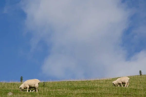 Schapen grazen in een weiland. — Stockfoto