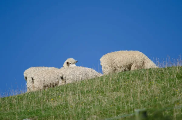 Овцы на лугу. — стоковое фото