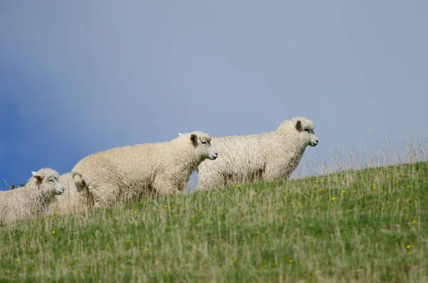 Ovelhas em um prado. — Fotografia de Stock