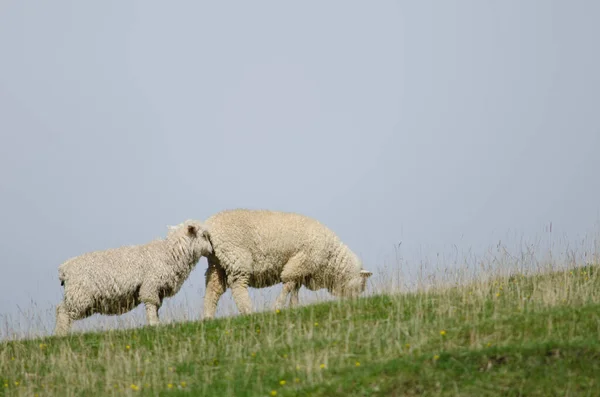 Ovinos Ovis aries. — Fotografia de Stock