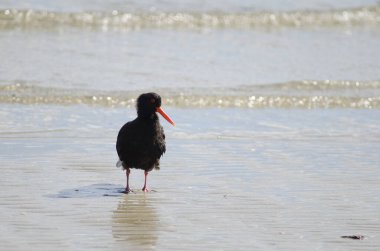 Değişken istiridye avcısı Haematopus unicolor.