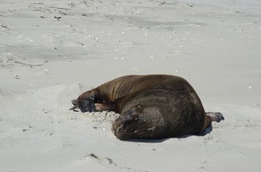 New Zealand sea lion sleeping.