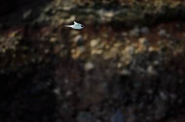 Uçuşta beyaz önlü deniz feneri.