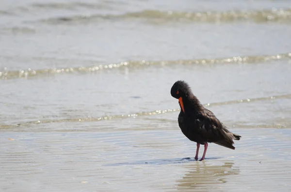 Oystercatcher variável preening. — Fotografia de Stock