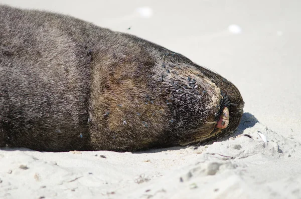 Leone marino neozelandese che riposa su una spiaggia. — Foto Stock