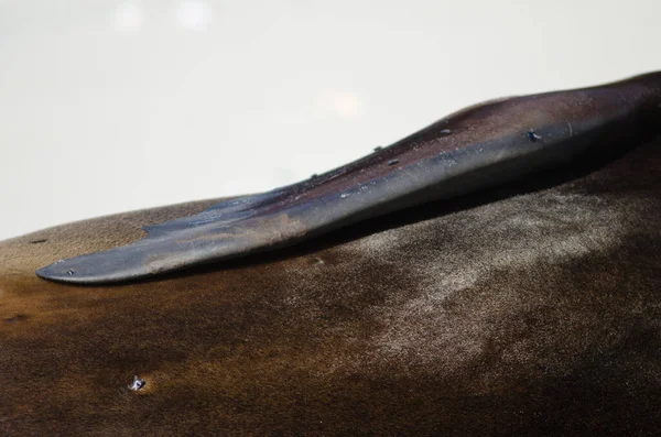 新西兰海狮的鳍状体和侧翼. — 图库照片