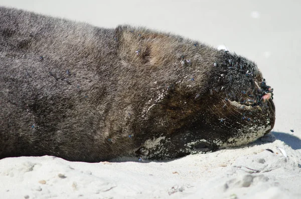 新西兰海狮在海滩上休息. — 图库照片