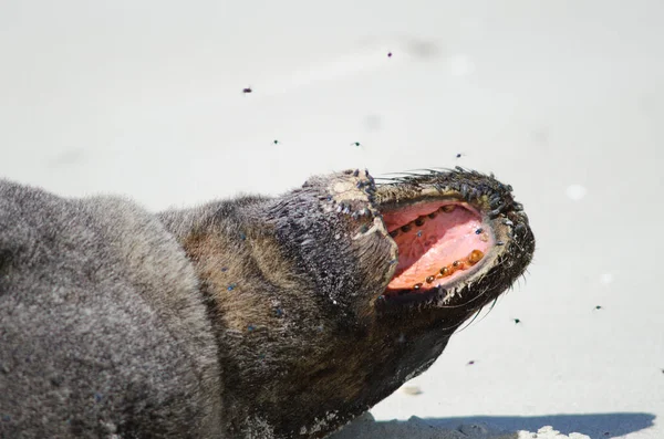 New Zealand sea lion yawning.