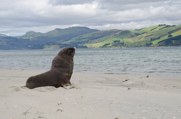 New Zealand sea lion on a beach.