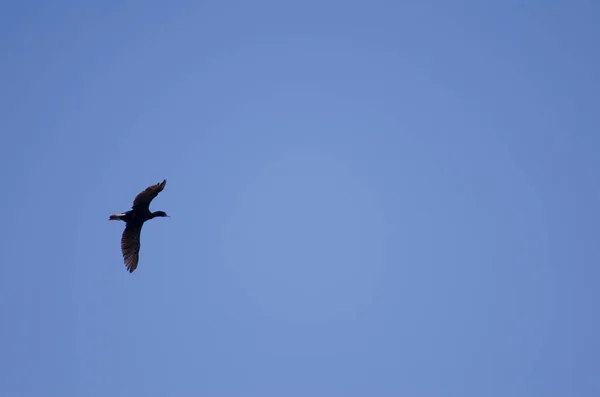 Otago follar en vuelo. —  Fotos de Stock