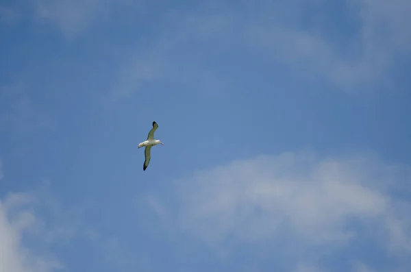 Északi királyi albatrosz repülés közben. — Stock Fotó