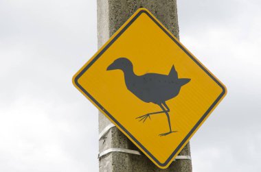 Pukeko varlığından uyarı sinyali.