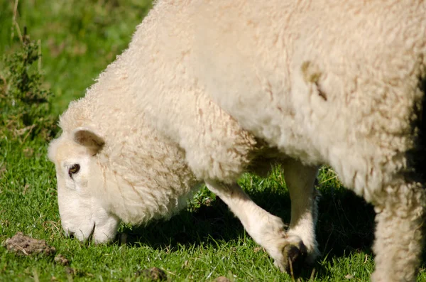 Owce Ovis aries wypas. — Zdjęcie stockowe
