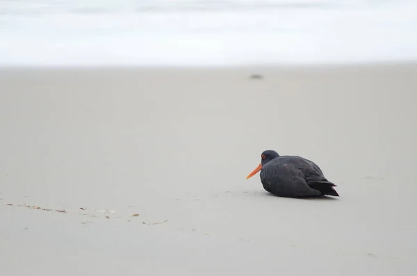Değişken istiridye avcısı sahilde dinleniyor.. — Stok fotoğraf