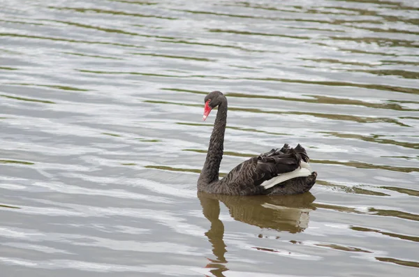 Black swan Cygnus atratus. Stock Picture