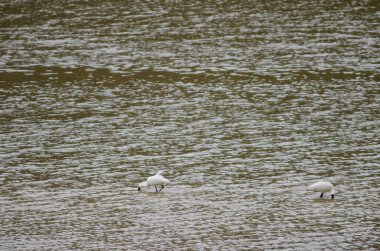 Kraliyet kaşıkları yiyecek arıyor..