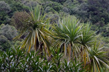 Lahana ağacı çiçek açtı..