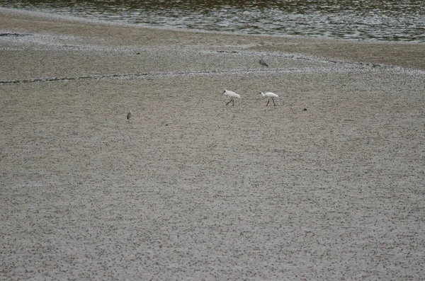 Królewskie łyżki Platalea regia. — Zdjęcie stockowe