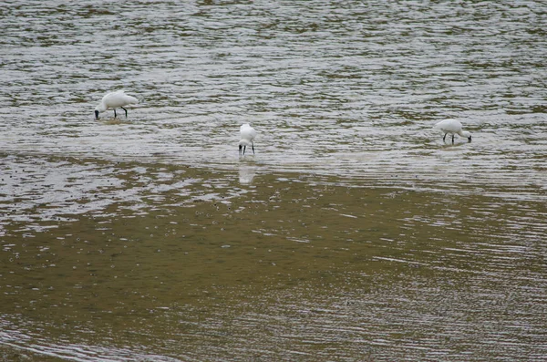 Royal spoonbills searching for food. — Stock Photo, Image