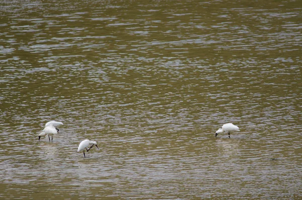 Königslöffel Platalea regia. — Stockfoto