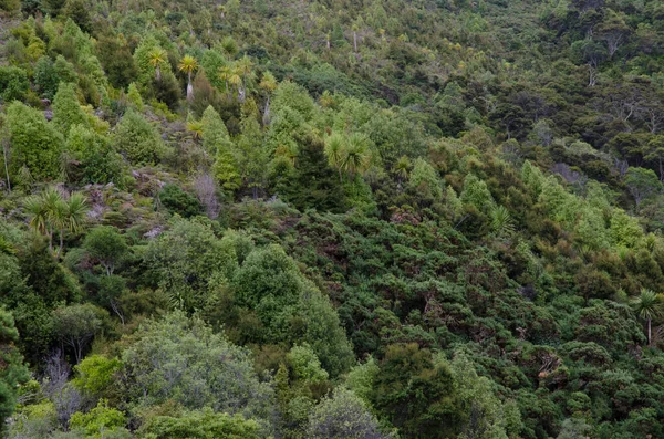 타이에 레 강 풍경 보전 지역의 삼림. — 스톡 사진