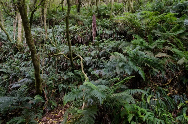 Floresta tropical na Reserva Cênica do Rio Taieri. — Fotografia de Stock