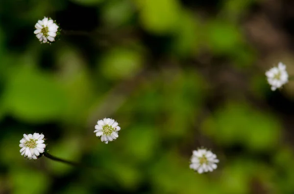 Wilde Blumen im Naturschutzgebiet des Flusses Taieri. — Stockfoto