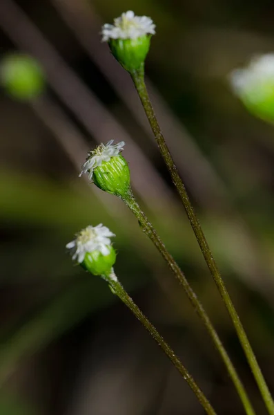 Fiori selvatici nel Taieri River Scenic Reserve. — Foto Stock