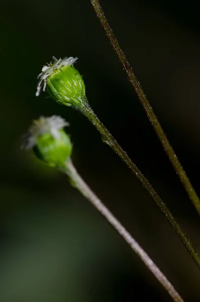 Vilda blommor i Taieris naturreservat. — Stockfoto