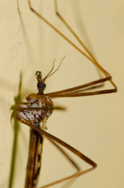 Duvarda turna sineği.