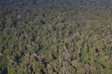 Catlins 'deki Yağmur Ormanı.