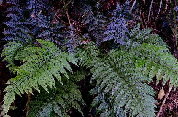 Ferns in Taieri River Scenic Reserve. — Stock Photo, Image