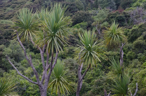 Drzewo kapusty Cordyline australis. — Zdjęcie stockowe