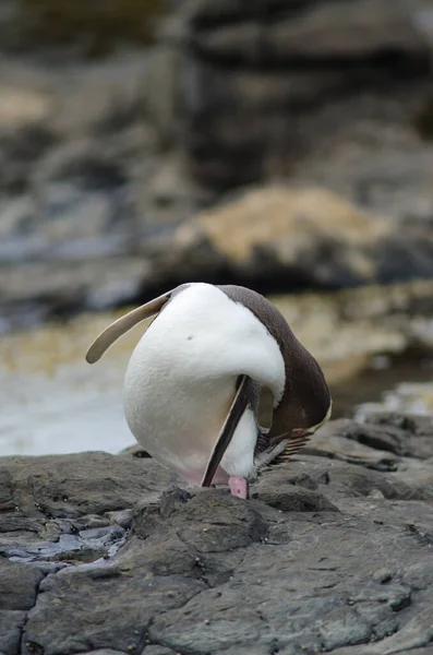 Pingouin aux yeux jaunes preening. — Photo