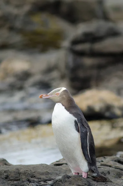 Pinguim-de-olhos-amarelos Megadyptes antipodes. — Fotografia de Stock