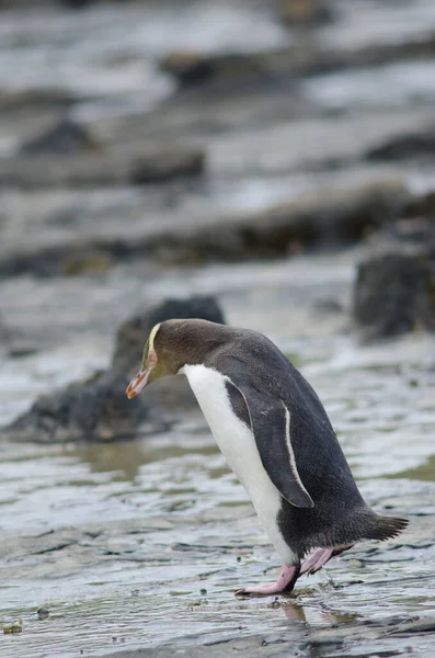 Pingüino de ojos amarillos Megadyptes antípodas. — Foto de Stock
