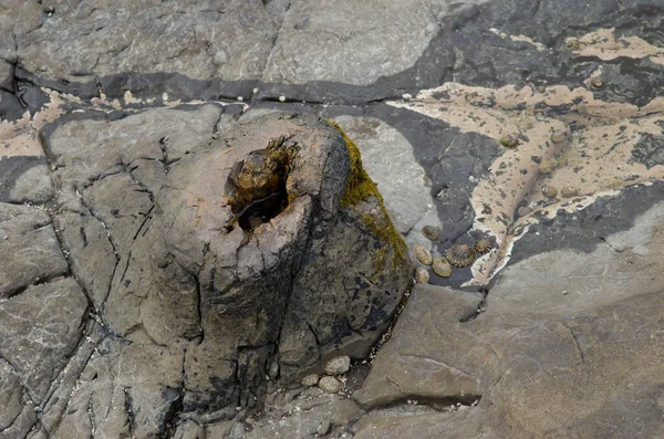 Arbre fossilisé à Curio Bay. — Photo