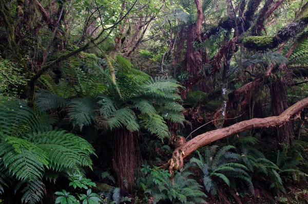 Deštný prales se zlatými kapradinami. — Stock fotografie