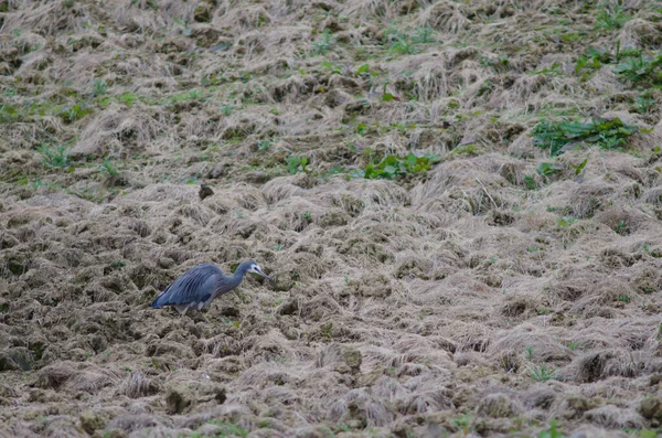 White-faced heron searching for food. — Stock Photo, Image