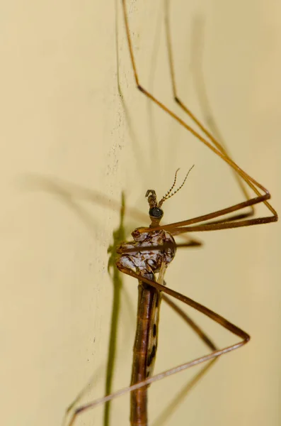 Crane fly on a wall. — Stock Photo, Image