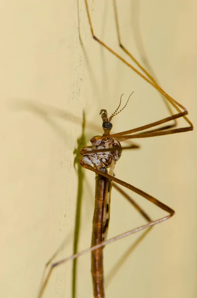 Crane fly on a wall. — Stock Photo, Image