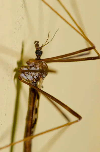 Crane fly on a wall. — Stock Photo, Image