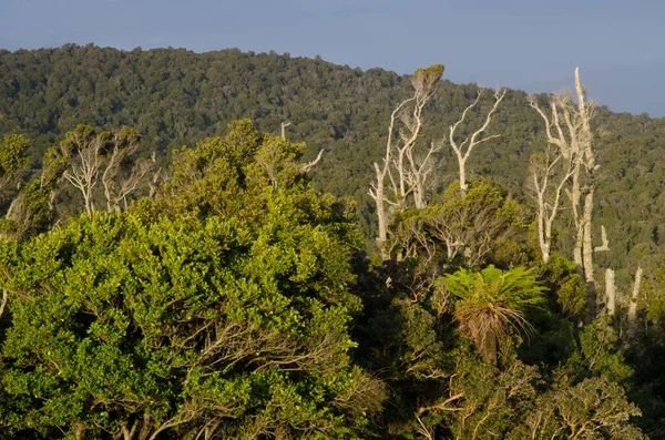 Regnskog i The Catlins. — Stockfoto