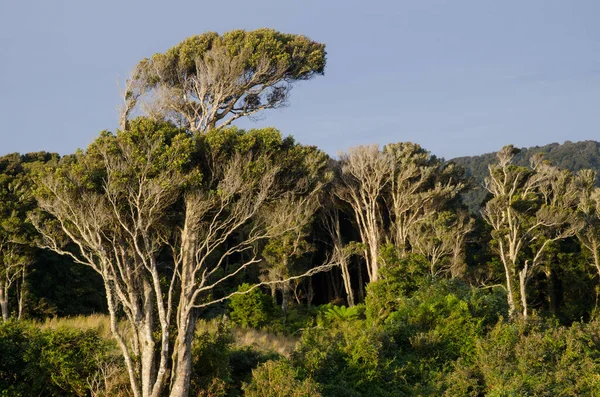 Regnskog i The Catlins. — Stockfoto