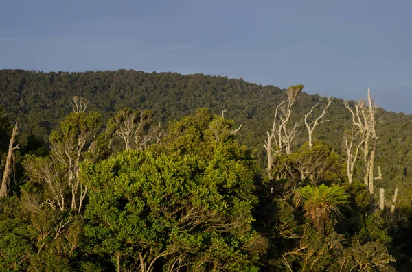 ザ・キャリンズの熱帯雨林. — ストック写真