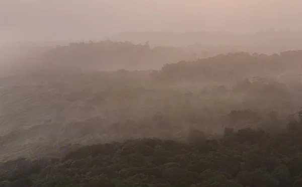 霧の中の熱帯雨林. — ストック写真